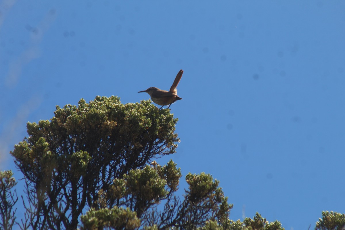 Straight-billed Earthcreeper - ML643443421