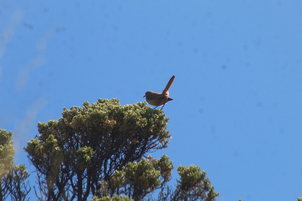 Straight-billed Earthcreeper - ML643443422