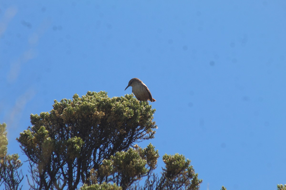 Straight-billed Earthcreeper - ML643443423