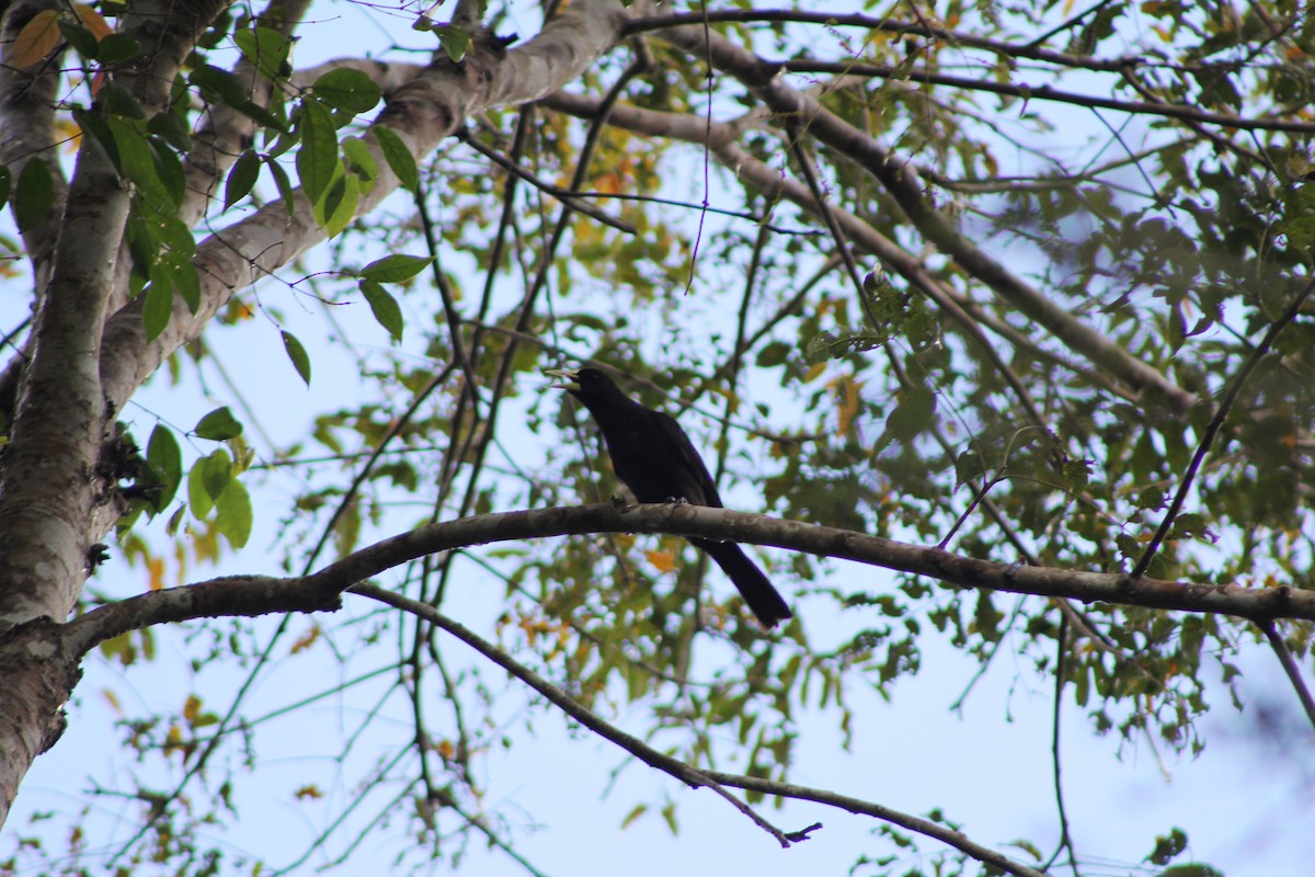 Red-rumped Cacique - ML643443424
