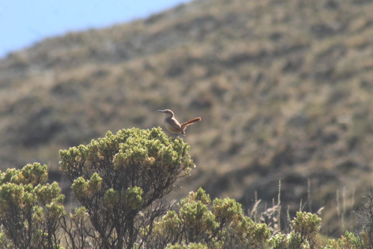 Straight-billed Earthcreeper - ML643443425