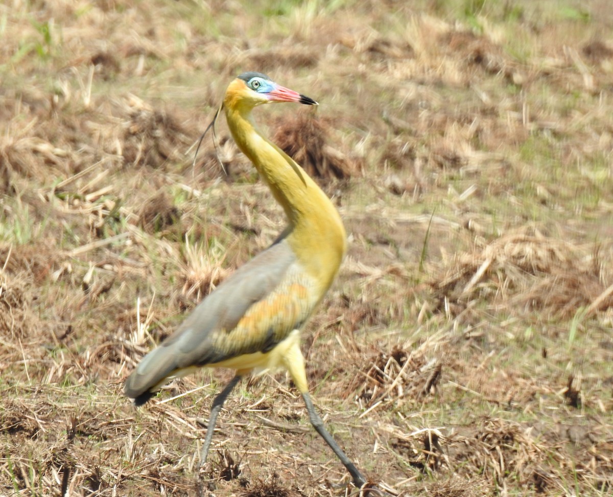 Whistling Heron - ML643443435