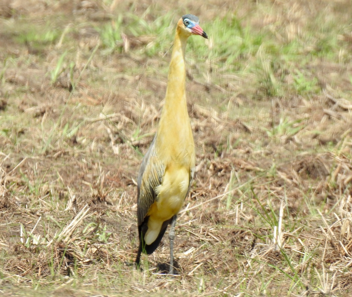 Whistling Heron - ML643443436