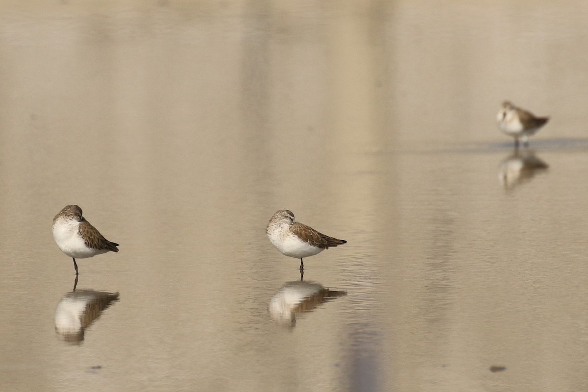 Curlew Sandpiper - ML643443438