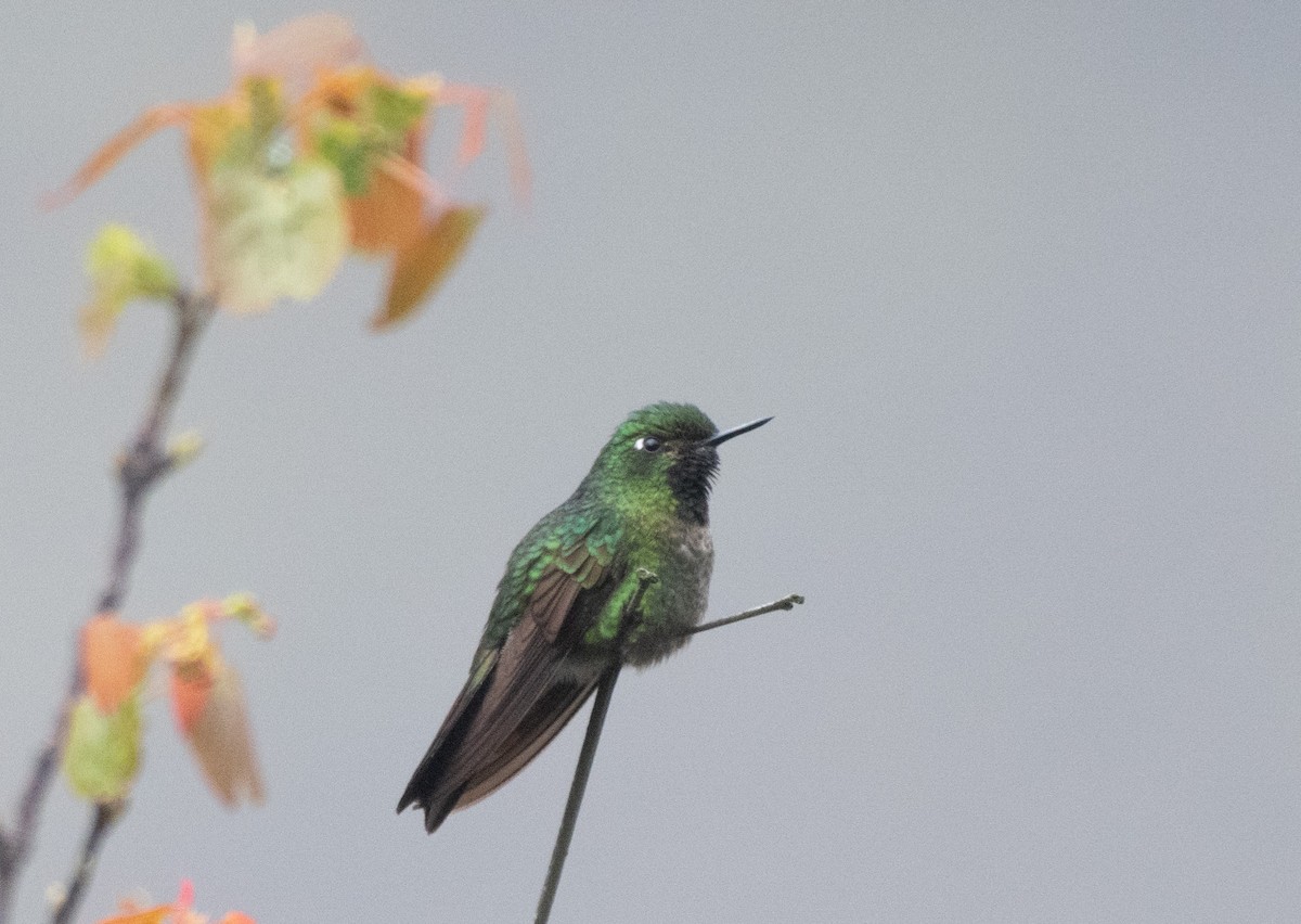 Tyrian Metaltail - ML643443439