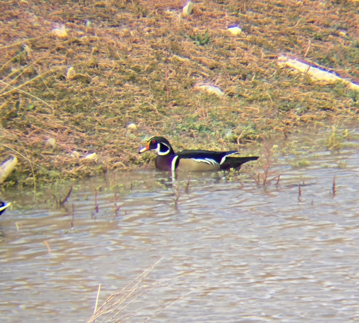 Wood Duck - ML643443440