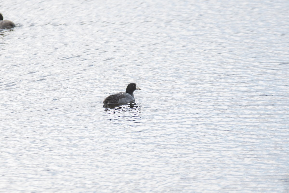 American Coot - ML643443441
