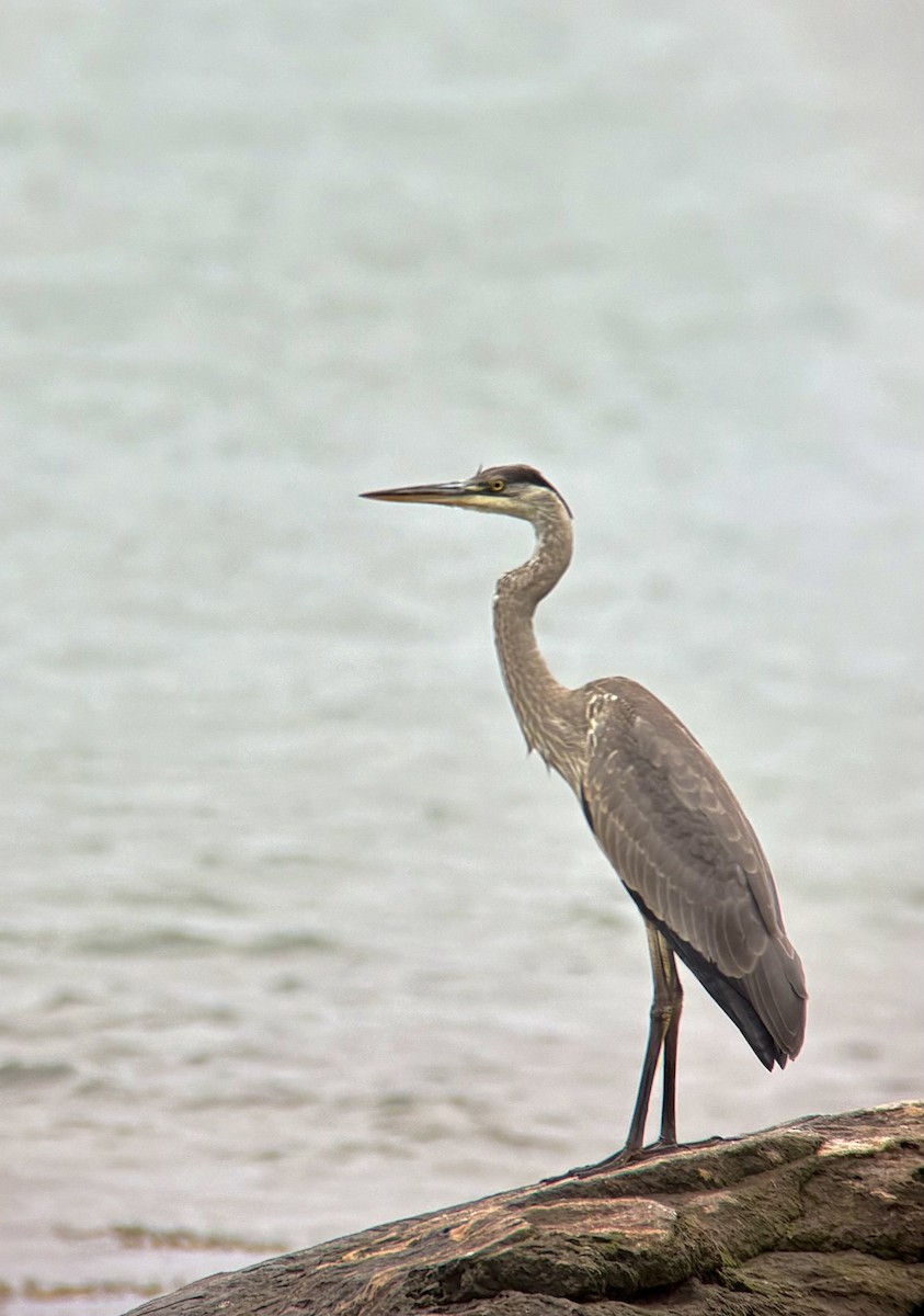 Great Blue Heron - ML643443443