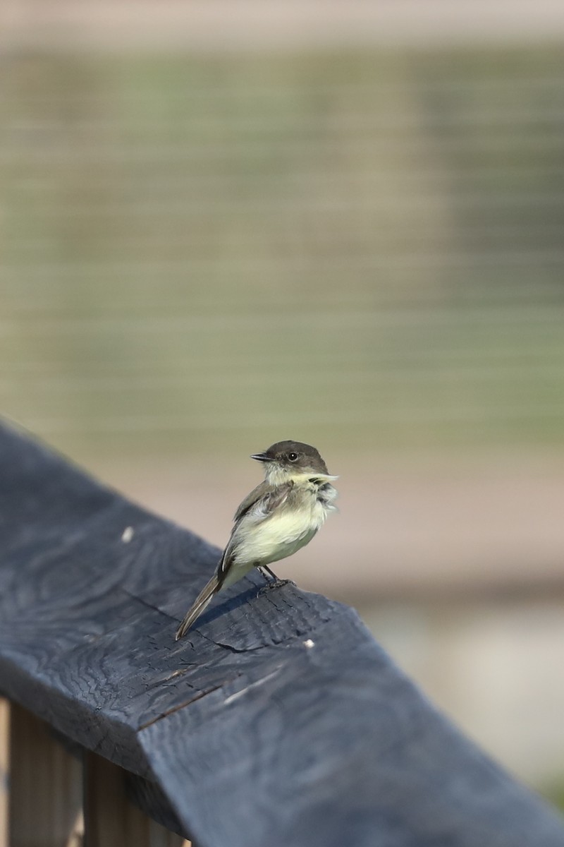 Eastern Phoebe - ML643443444