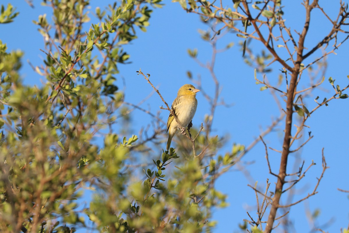 Southern Masked-Weaver - ML643443446