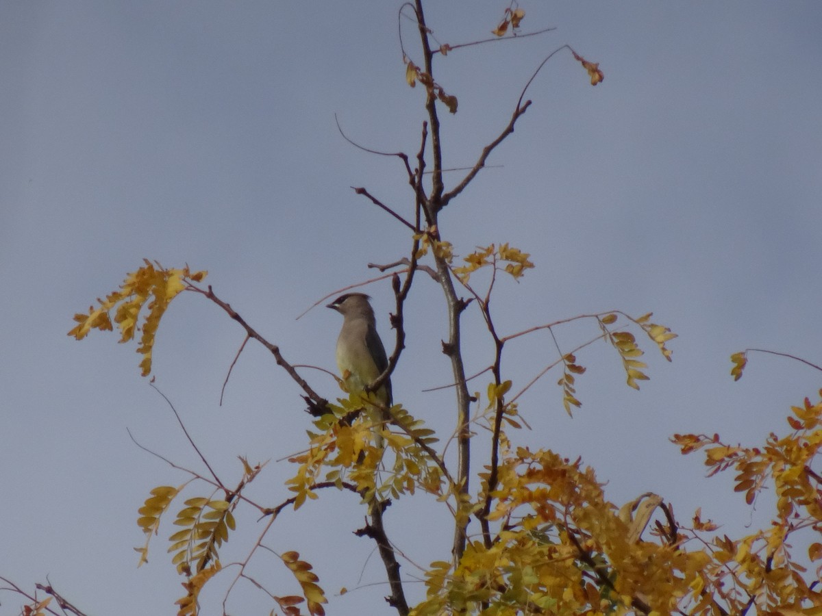 Cedar Waxwing - ML643443447