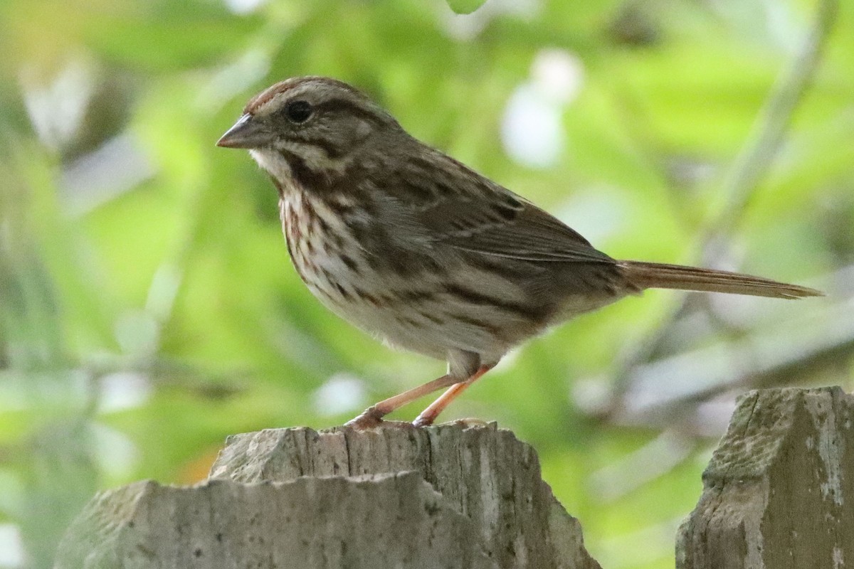 Song Sparrow - ML643443449