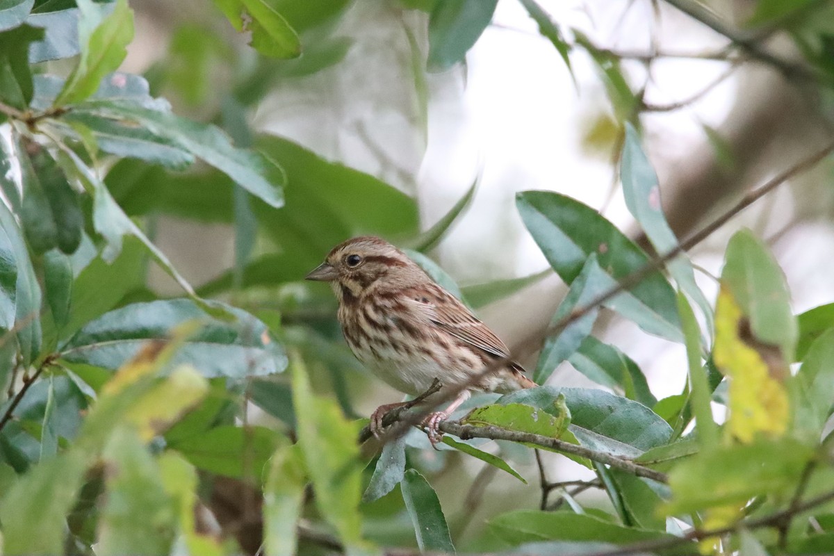 Song Sparrow - ML643443450