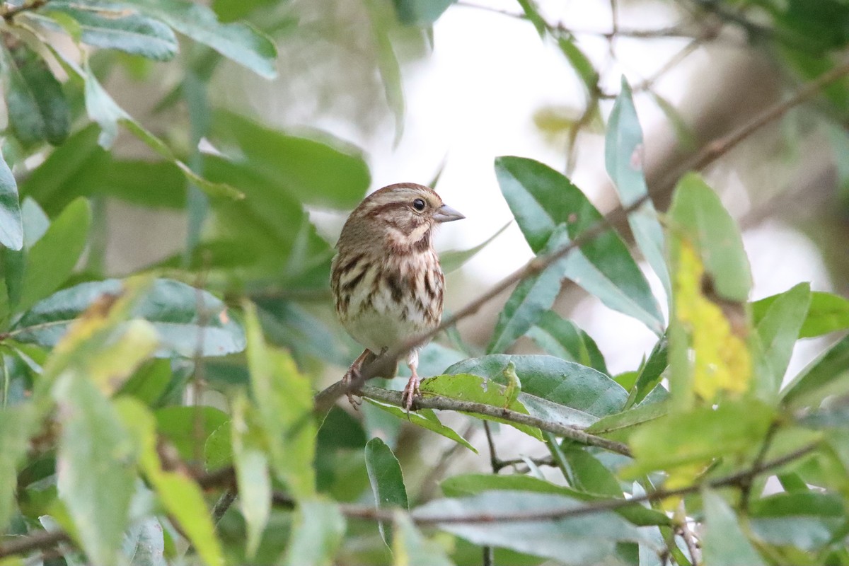 Song Sparrow - ML643443451