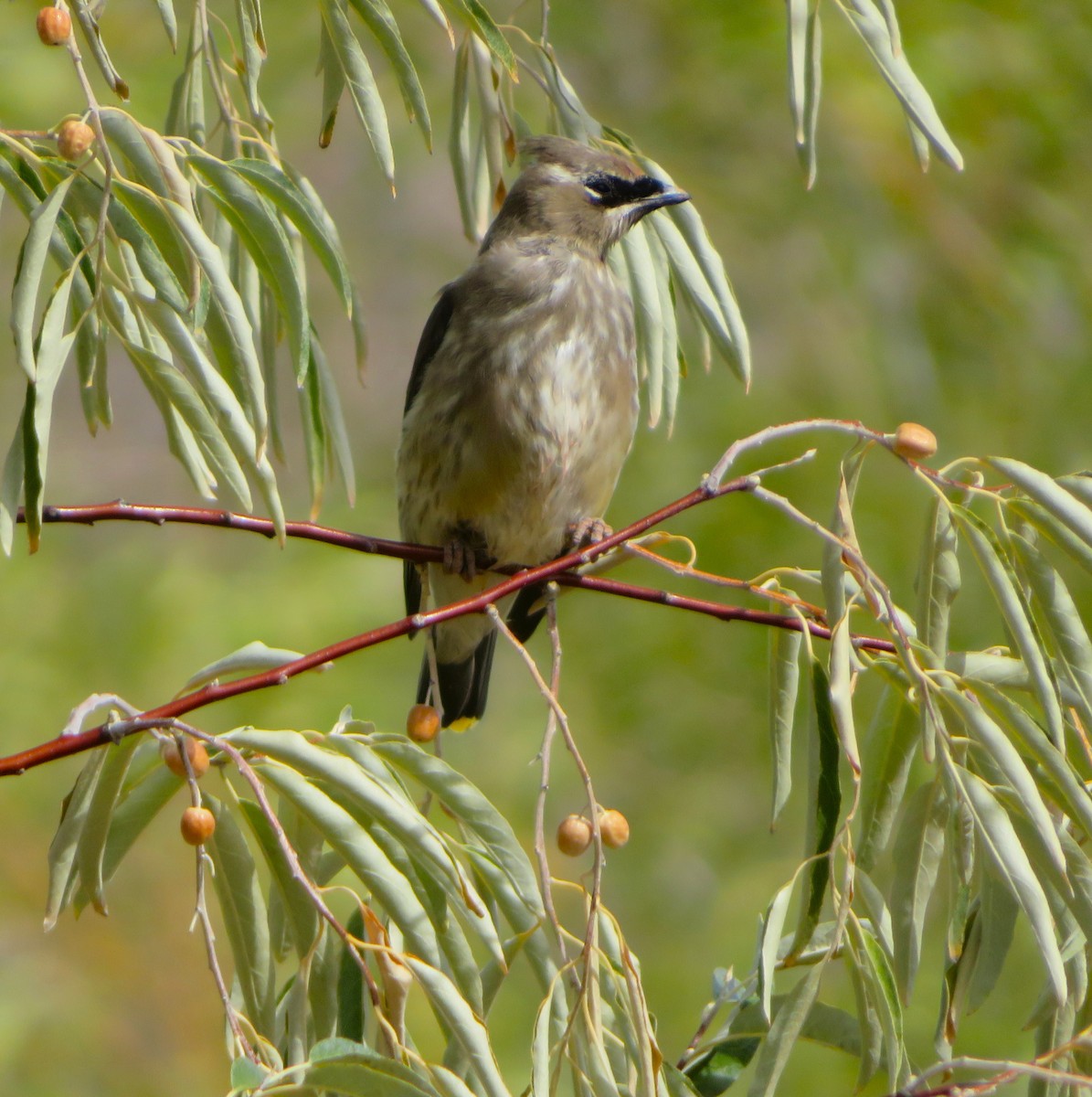 Cedar Waxwing - ML643443452