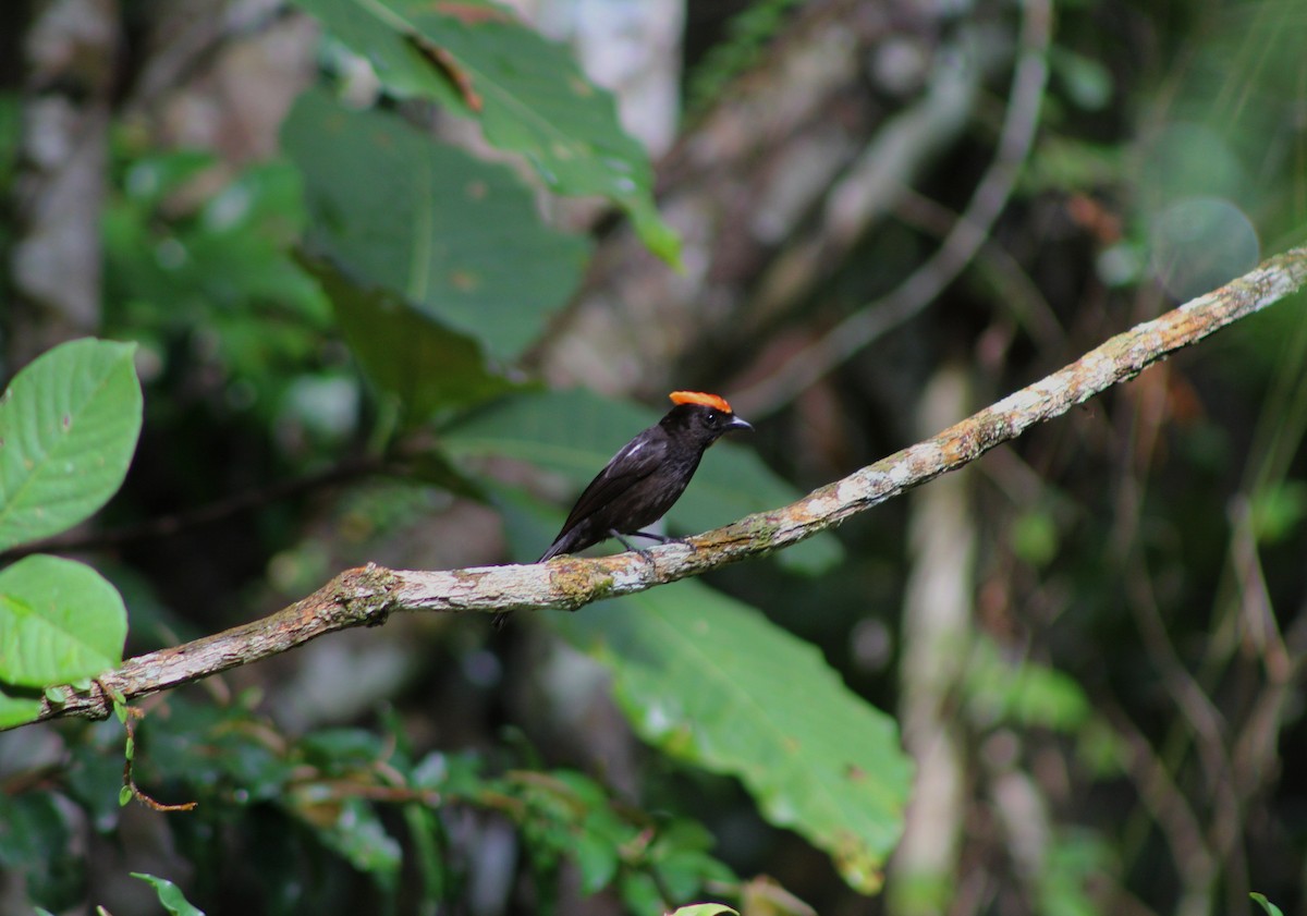 Flame-crested Tanager (Flame-crested) - ML643443453