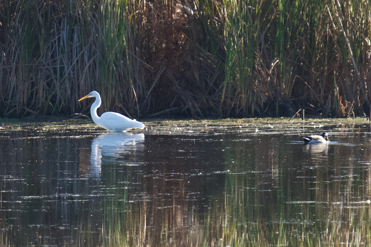 Great Egret - ML643443454