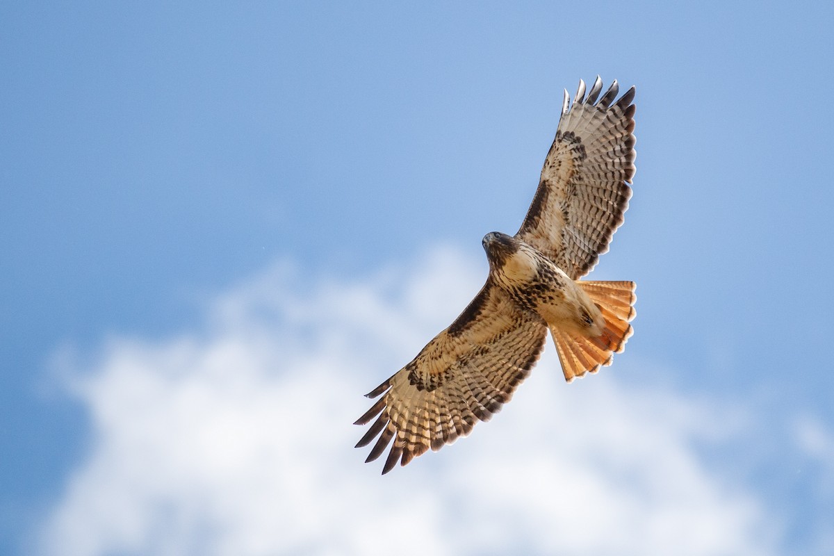 Red-tailed Hawk (calurus/alascensis) - ML643443455