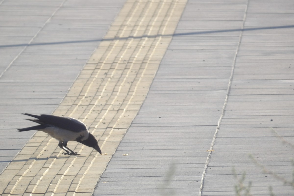 Hooded Crow - ML643443458