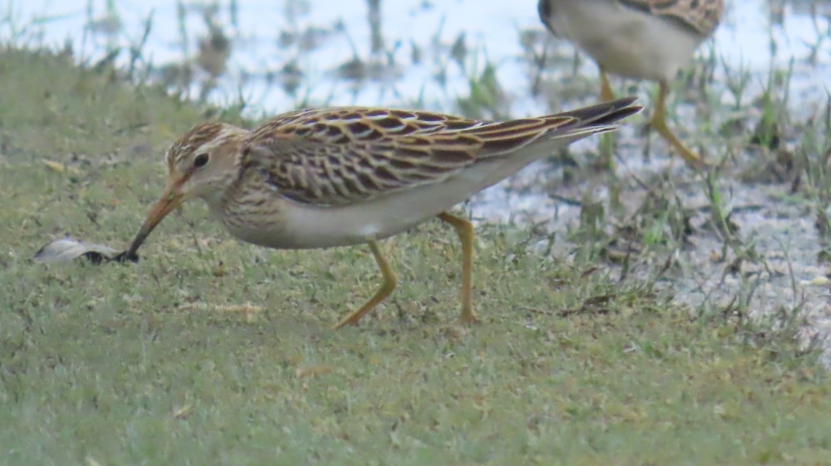 Pectoral Sandpiper - ML643443459