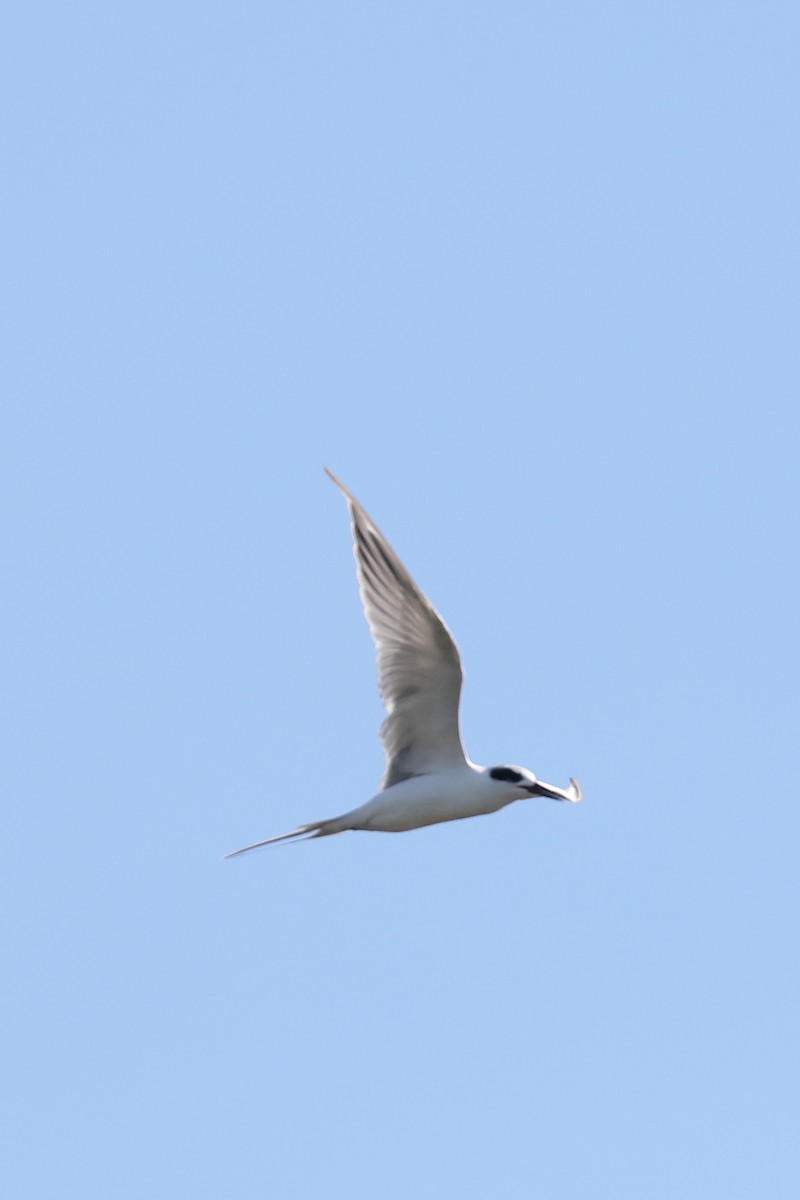 Forster's Tern - ML643443460