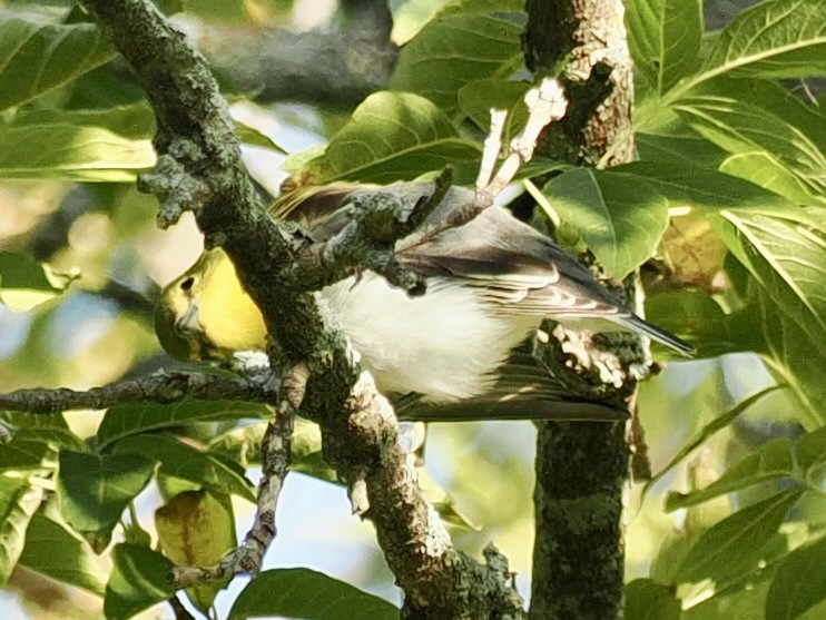 Yellow-throated Vireo - ML643443461