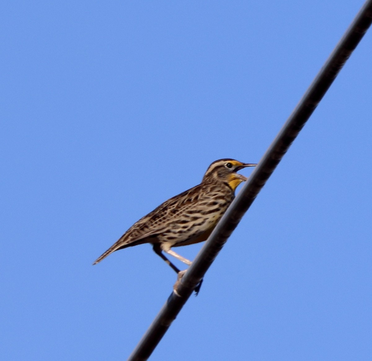 Western Meadowlark - ML643443464
