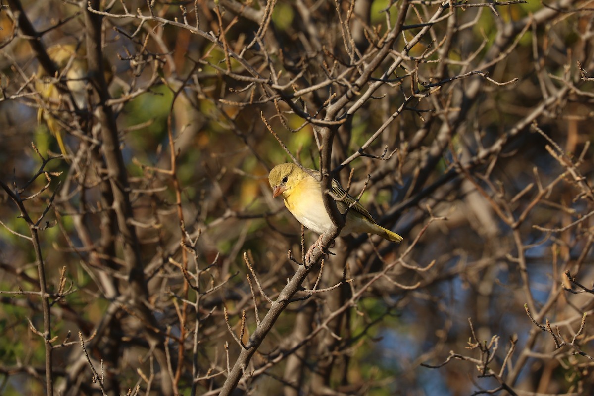 Southern Masked-Weaver - ML643443465