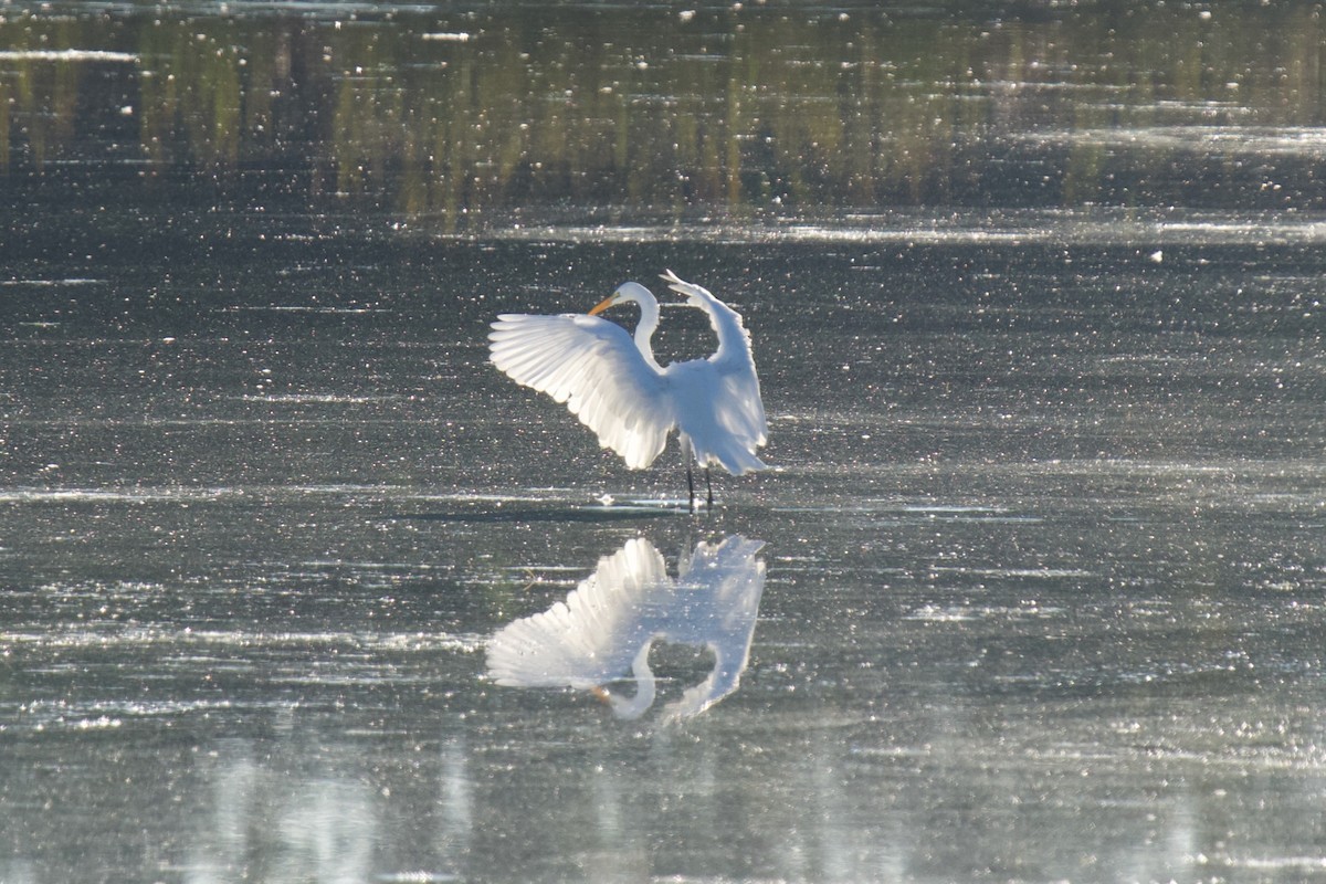 Great Egret - ML643443469