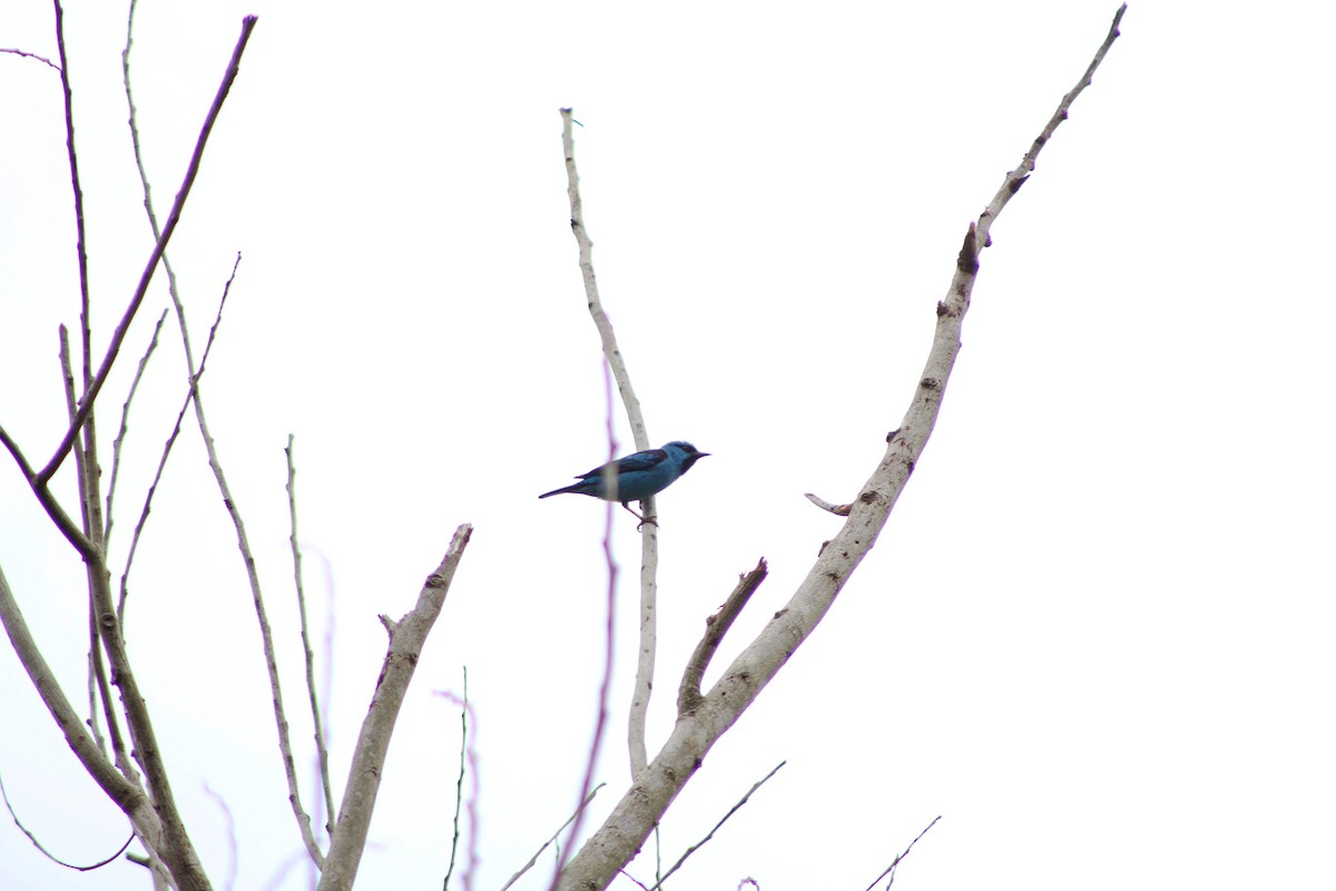 Blue Dacnis - ML643443473