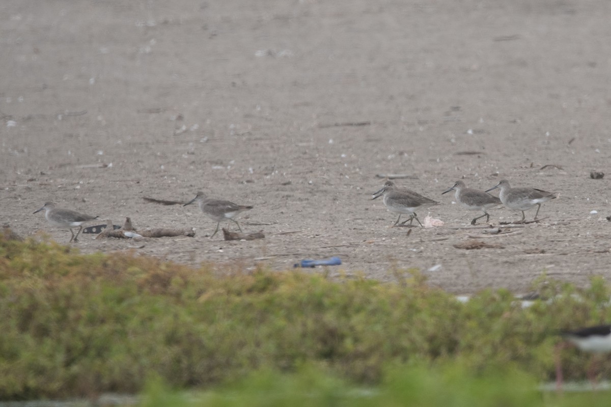 Willet - ML643443474
