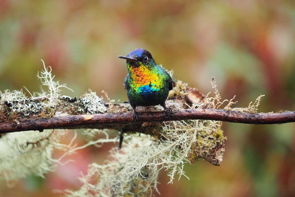 Fiery-throated Hummingbird - ML643443478