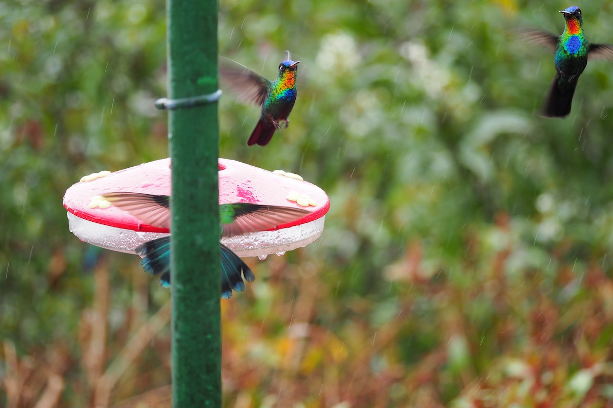Fiery-throated Hummingbird - ML643443479
