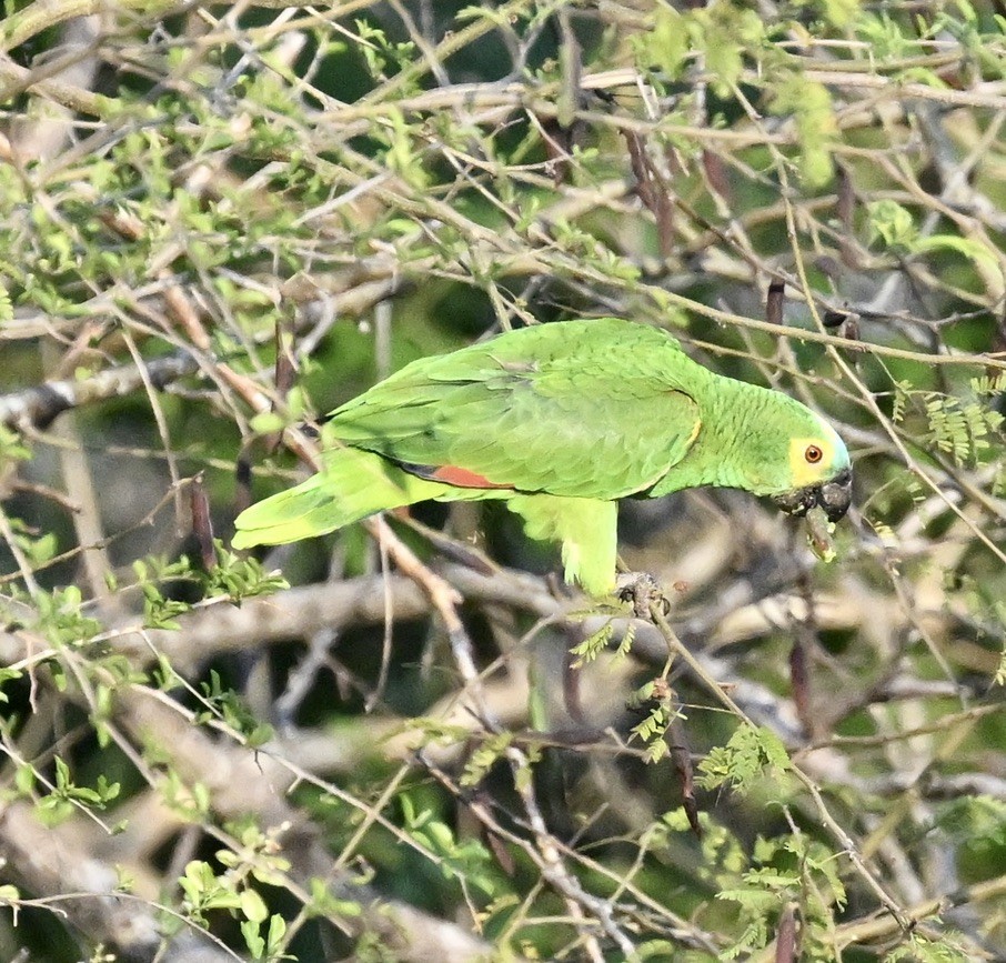 Turquoise-fronted Amazon - ML643443480