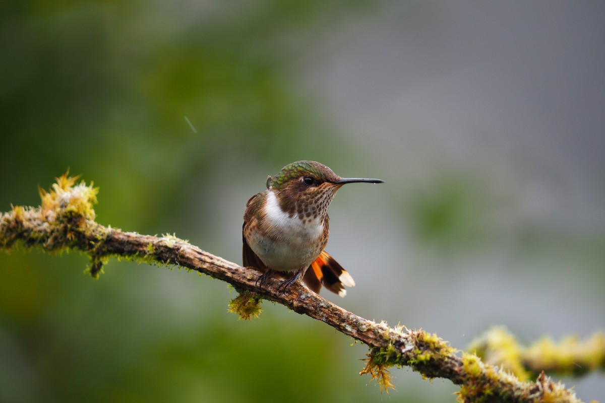 Volcano Hummingbird - ML643443484