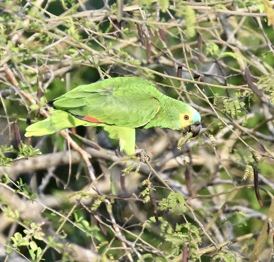 Turquoise-fronted Amazon - ML643443489