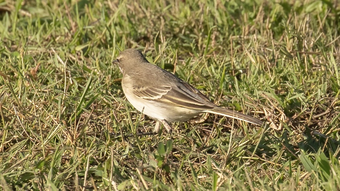 Gray Wagtail - ML643443508