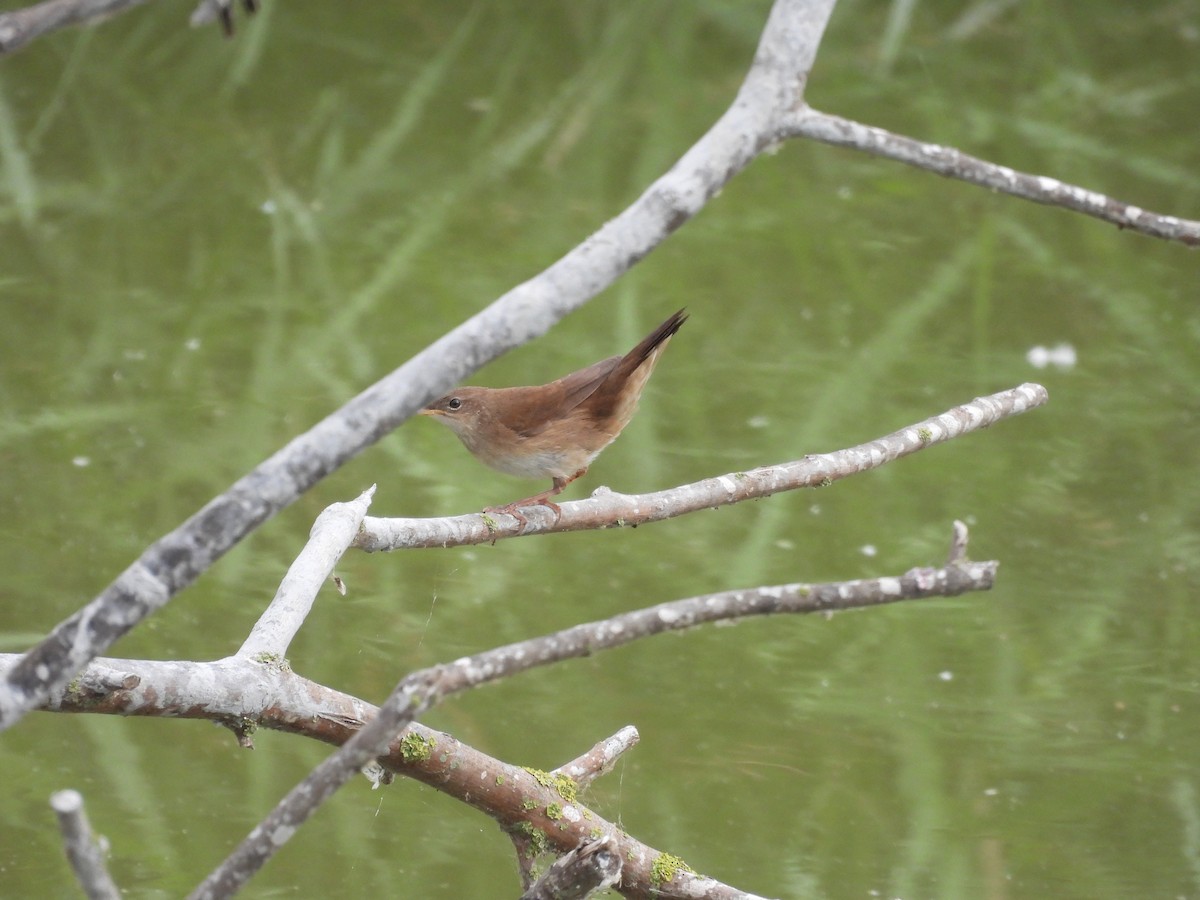 Savi's Warbler - ML643443510