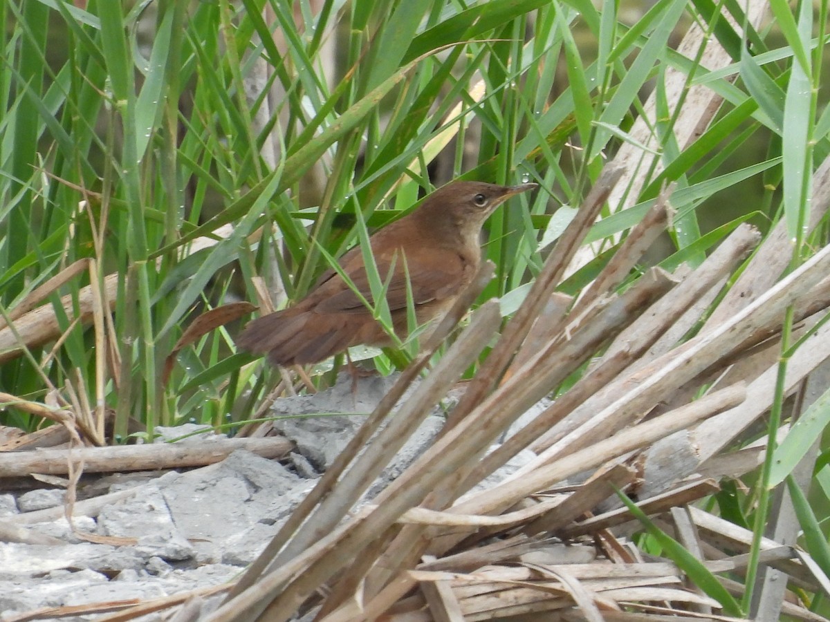 Savi's Warbler - ML643443511