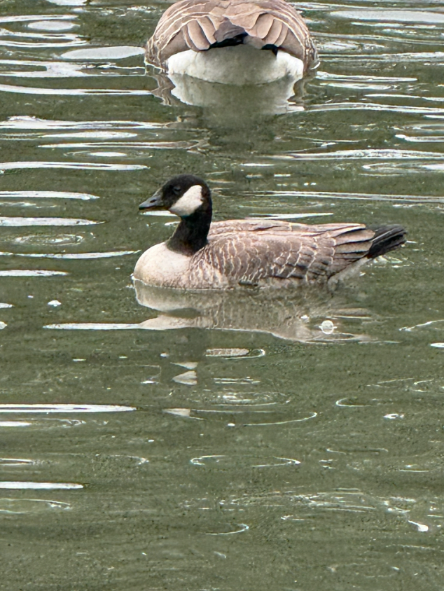 Cackling Goose - ML643443512
