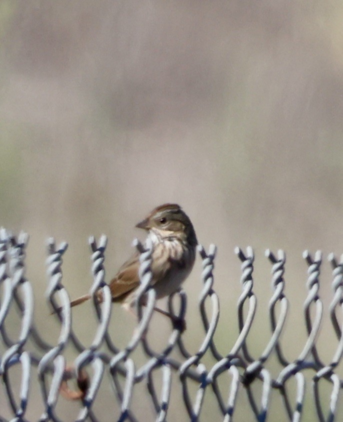 Savannah Sparrow - ML643443514