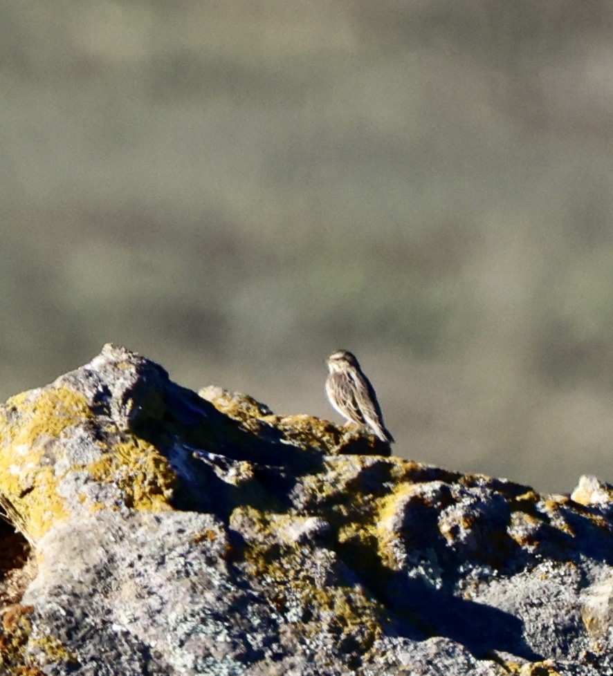 Savannah Sparrow - ML643443515