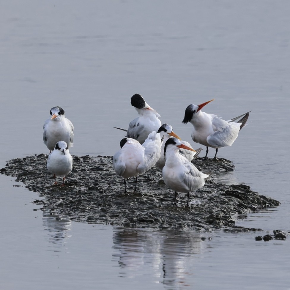 Elegant Tern - ML643443522