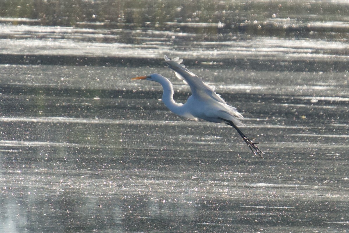 Great Egret - ML643443527