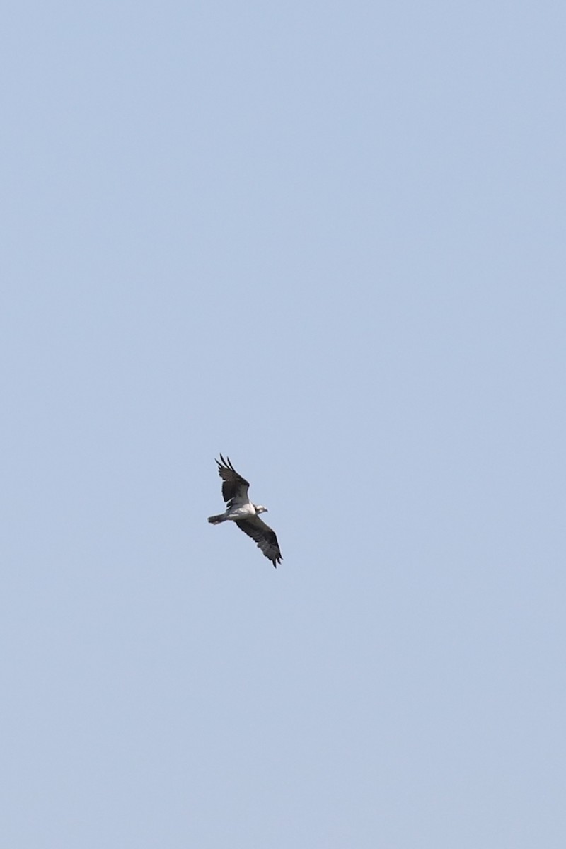 Balbuzard pêcheur - ML643443529