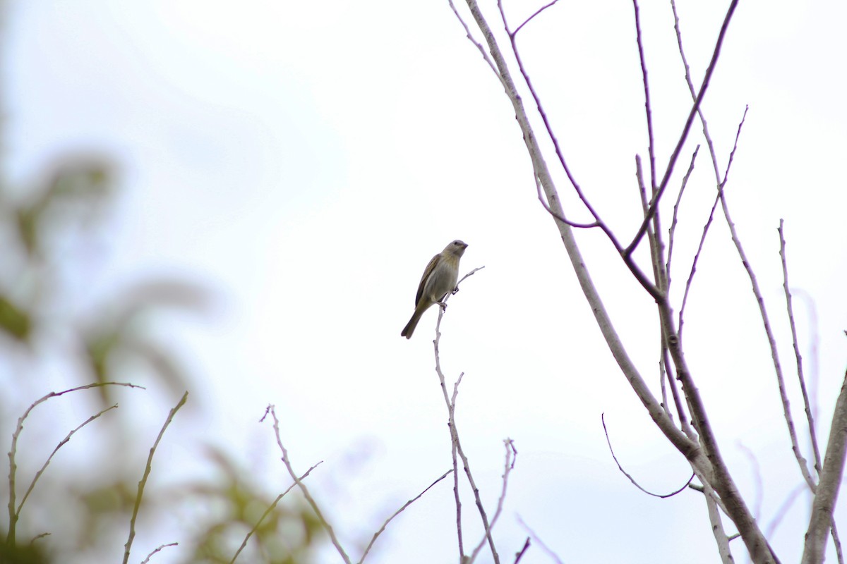 Saffron Finch (Saffron) - ML643443530