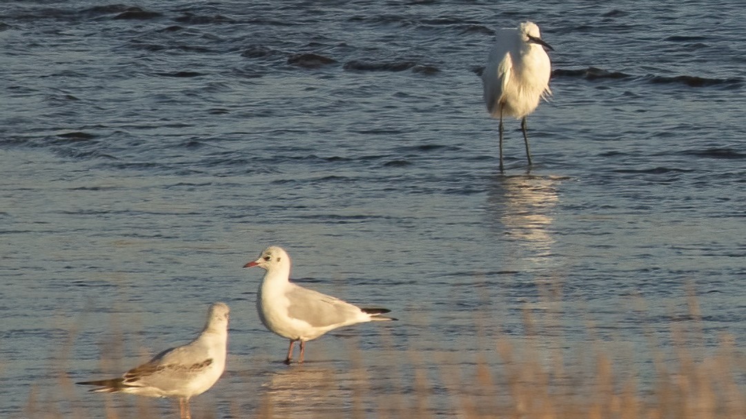 ユリカモメ - ML643443534