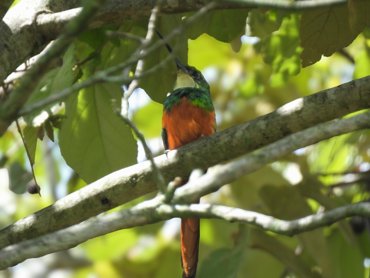 Rufous-tailed Jacamar - ML643443535