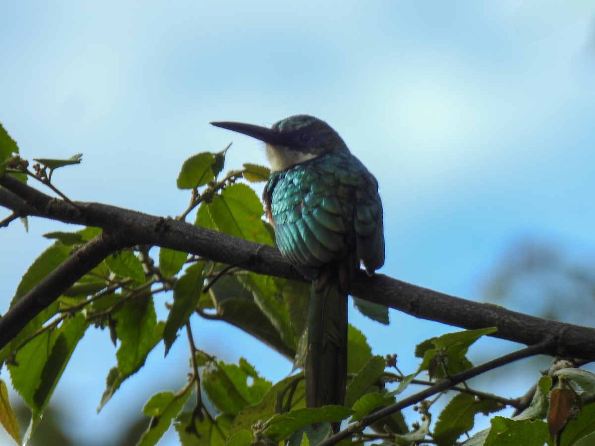 Rufous-tailed Jacamar - ML643443536