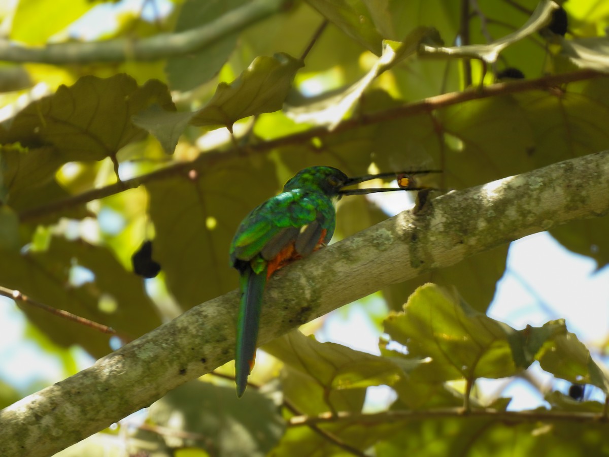 Rufous-tailed Jacamar - ML643443537